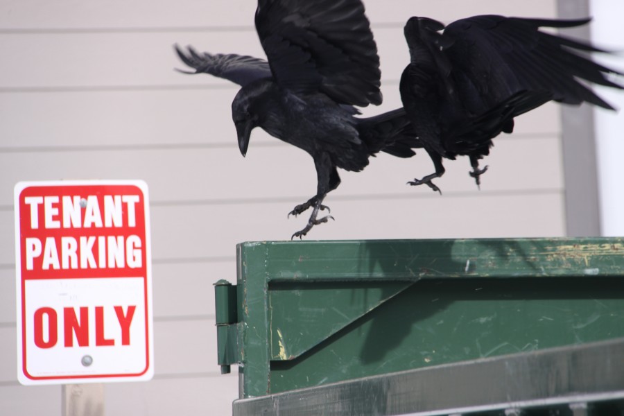 Barbara Downs photo of crows