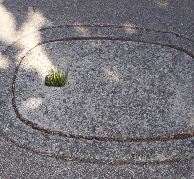 Barbara Downs, photo of grass growing on sidewalk, inspiration for sculpture